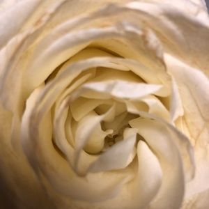 Meet your Posher, Darcey